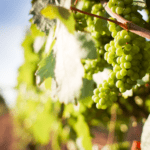 californisk chardonnay
