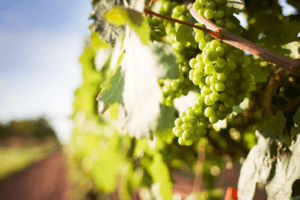 californisk chardonnay