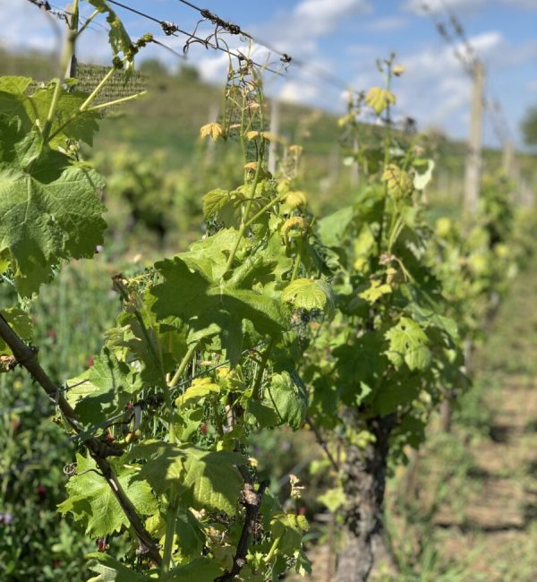 Vinmarker Poderi Rosso Giovanni